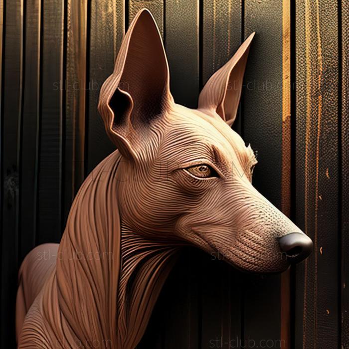 st Xoloitzcuintli dog